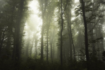 Fototapeta premium misty forest with green foliage and trees in fog after rain