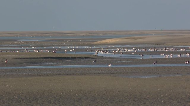 Oiseaux migrateurs en baie de Somme (Picardie, Hauts-de-France)