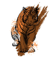 Hand drawn sketch style tiger. Vector illustration isolated on white background.