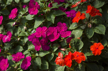 Colorful pink , yellow and red flower in the garden