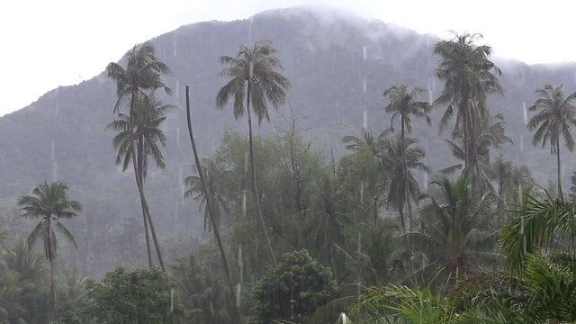 Tropical wind and rain drops falling on the green palm tree leaves in island Koh Phangan, Thailand