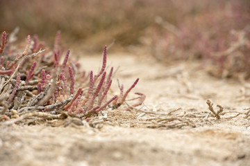 Desert Landscapes
