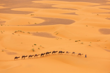Fototapeta na wymiar Camels caravan in Desert Sahara in Morocco, dunes in background