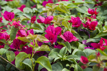 Colorful pink , yellow and red flower in the garden