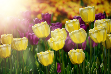 Colorful sunny field of plenty tulips. Springtime seasonal floral background.