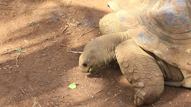 Giant turtles, dipsochelys gigantea in island Mauritius , Close up