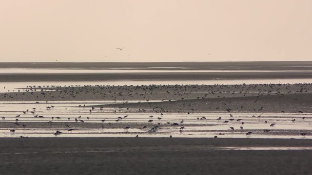Oiseaux migrateurs en baie de Somme (Picardie, Hauts-de-France)