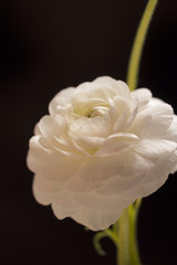 Weiße Ranunkel ( Ranunculus asiaticus )