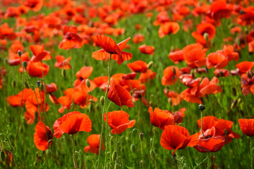 Drug and love intoxication, opium, medicinal.