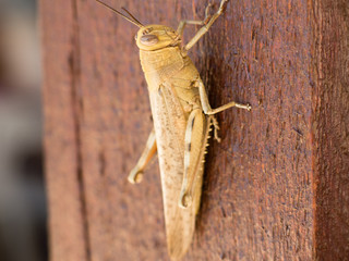 Giant scary Grasshopper on wooden shelf