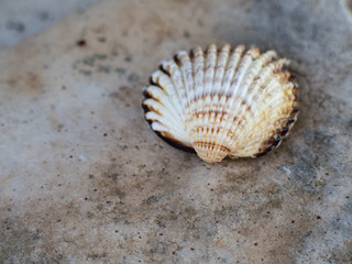 Old sea shell lying on rocks