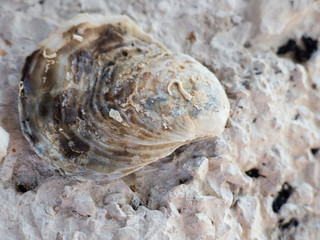 Old sea shell lying on rocks