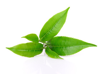 green tea leaf on white background