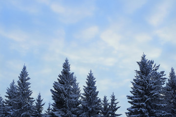 Cloudy blue sky above frosty spruce trees