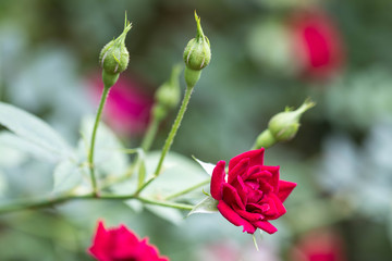 Red fresh beautiful rose in the garden in the morning time