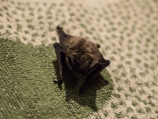 Small cute scary bat found on pillow in evening