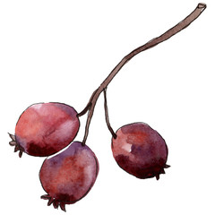 Berry of hawthorn leaves  in a watercolor style isolated. Aquarelle berry for background, texture, wrapper pattern, frame or border.