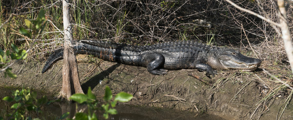American alligator (Alligator mississippiensis) on the shore of the reservoir rests. Florida, Everglades National Park, USA