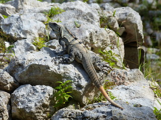 Iguana