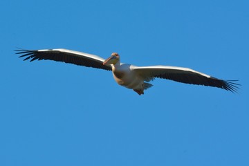 White Pelican (Pelecanus onocrotalus)