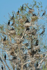 Great cormorant (Phalacrocorax carbo)