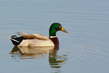 Mallard Duck (Anas platyrhynchos) on Water
