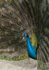 Obraz premium Portrait of peacock with spread feathers
