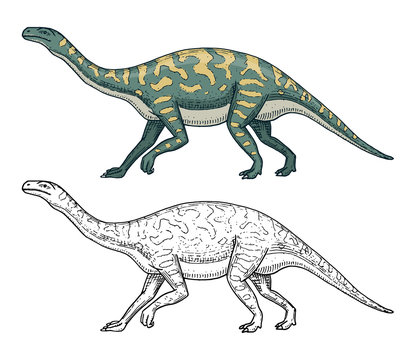 Dinosaurs Barosaurus, Apatosaurus, Tenontosaurus Plateosaurus, broad lizard, Massospondylus, Diplodocus, Brachiosaurus, skeletons, fossils. Prehistoric reptiles, Animal Hand drawn vector