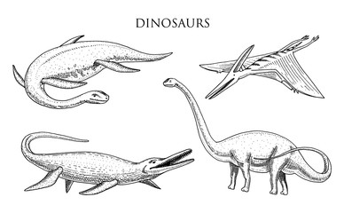 Dinosaurs Elasmosaurus, Mosasaurus, Barosaurus, Diplodocus, Apatosaurus, Pterosaur, skeletons, fossils, winged lizard. American Prehistoric reptiles, Jurassic Animal engraved Hand drawn vector.