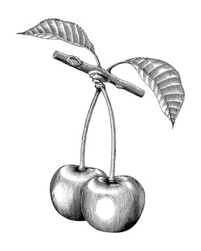 Cherry Hand Drawing Vintage Engraving Illustration On White Backgroung