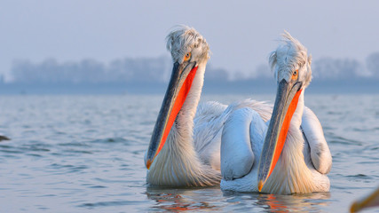 Dalmatian Pelican (Pelecanus crispus)