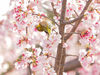 桜とメジロ