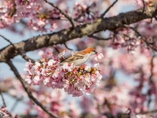 桜とニュウナイスズメ