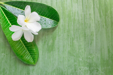 Zen spa bacground, frangipani or plumeria flower, banana leaf
