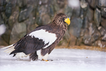 雪の上のオオワシ