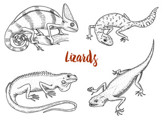 Chameleon Lizard, American green iguana, reptiles or snakes or spotted fat-tailed gecko. herbivorous species. vector illustration for book or pet store, zoo. engraved hand drawn in old sketch.