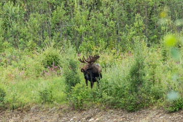 moose encounter on Richardson Highway, Alaska