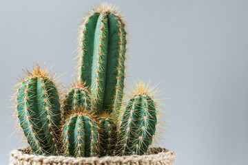 Cactus. Minimal still life