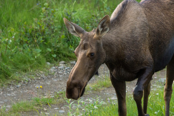 moose in grass, Denali National Park, Alaska