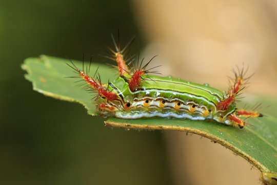 Image of Stinging Nettle Slug Caterpillar (Cup Moth, Limacodidae) "Green Marauder" on green leaves. Insect Animal.