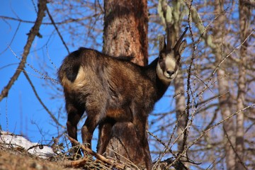 Close up of a chamois in the Alps, blue sky background. Gran Paradiso National Park, Aosta Valley, Valnontey, Italy