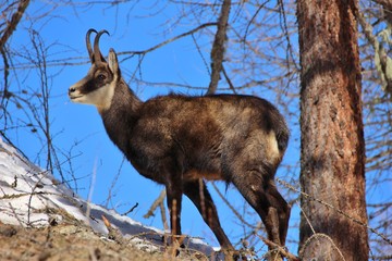 Close up of a chamois in the Alps, blue sky background. Gran Paradiso National Park, Aosta Valley, Valnontey, Italy