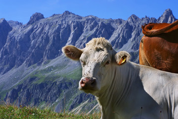 Bientôt le salon de l'agriculture à Paris !