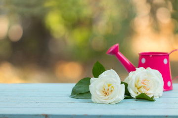 white rose and pink watering-can over wooden table with copy space