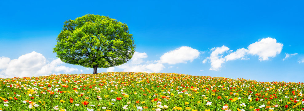 Blumenwiese mit Baum im Sommer als Panorama Hintergrund