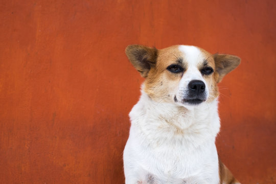 White And Frown Ugly Dog Look Arrogant. SHe Is Like A Real Boss