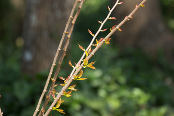 Naklejka premium Young Green leaf of Fried Egg Tree