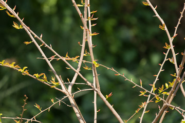 Young Green leaf of Fried Egg Tree