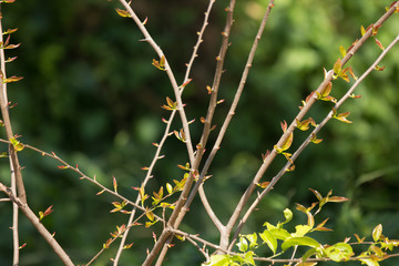 Young Green leaf of Fried Egg Tree