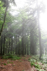 Obraz premium Bright morning in forest